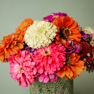 Dahlia Flowered Zinnia Mix