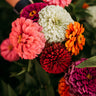 Dahlia Flowered Zinnia Mix