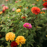 Dahlia Flowered Zinnia Mix