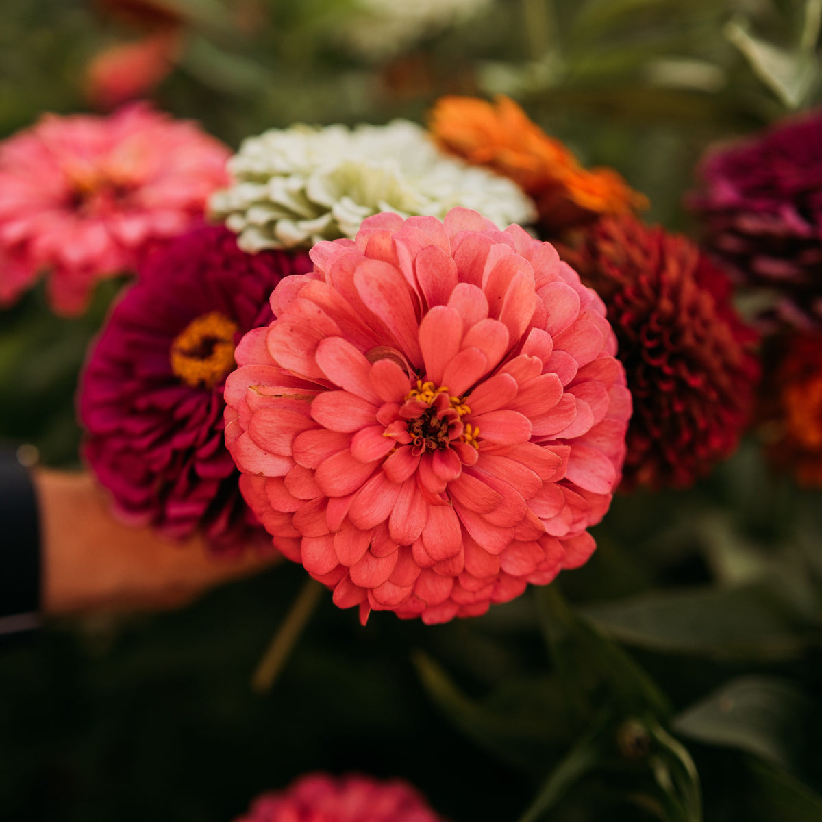 Dahlia Flowered Zinnia Mix