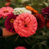 Dahlia Flowered Zinnia Mix