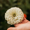 Dahlia Flowered Zinnia Mix