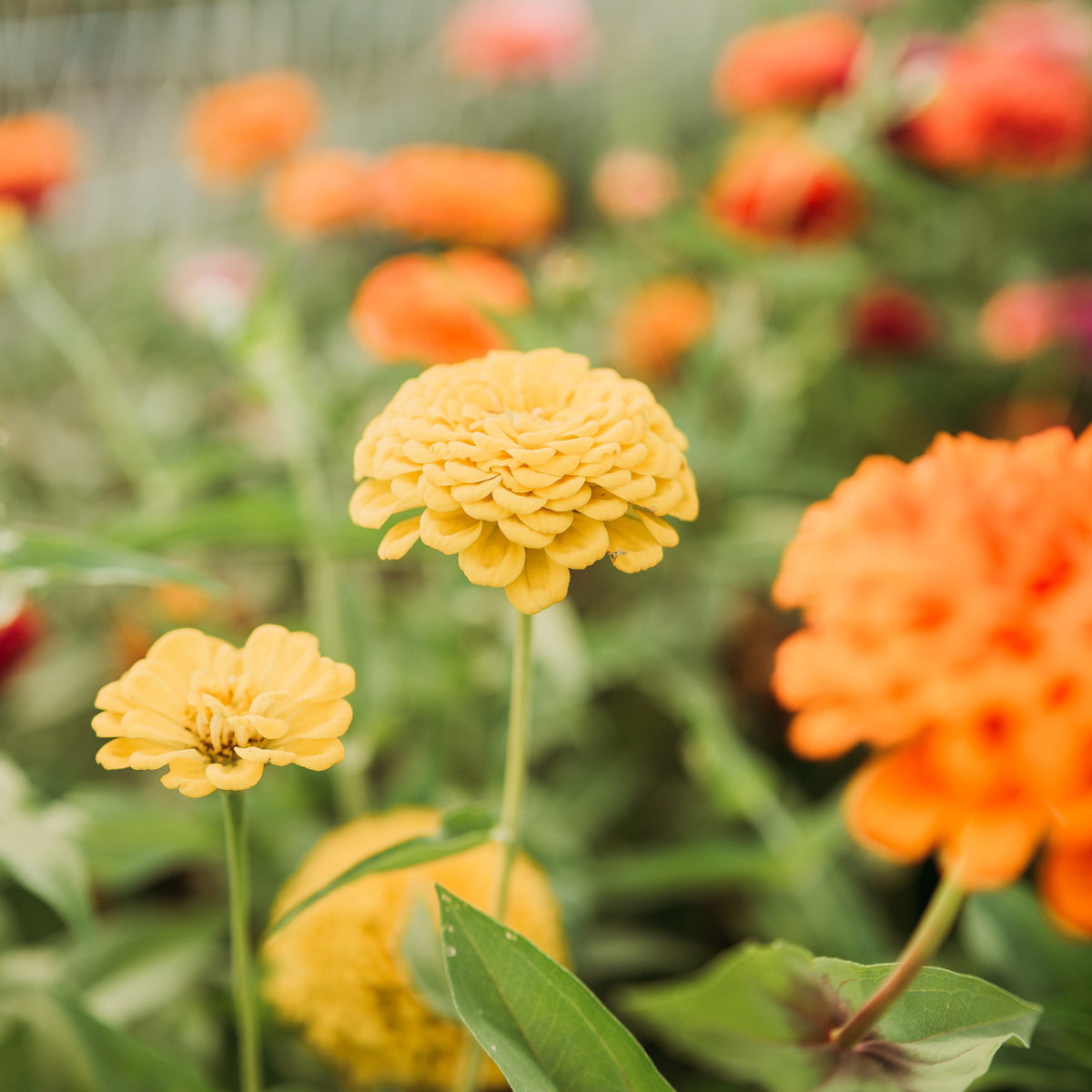 Dahlia Flowered Zinnia Mix