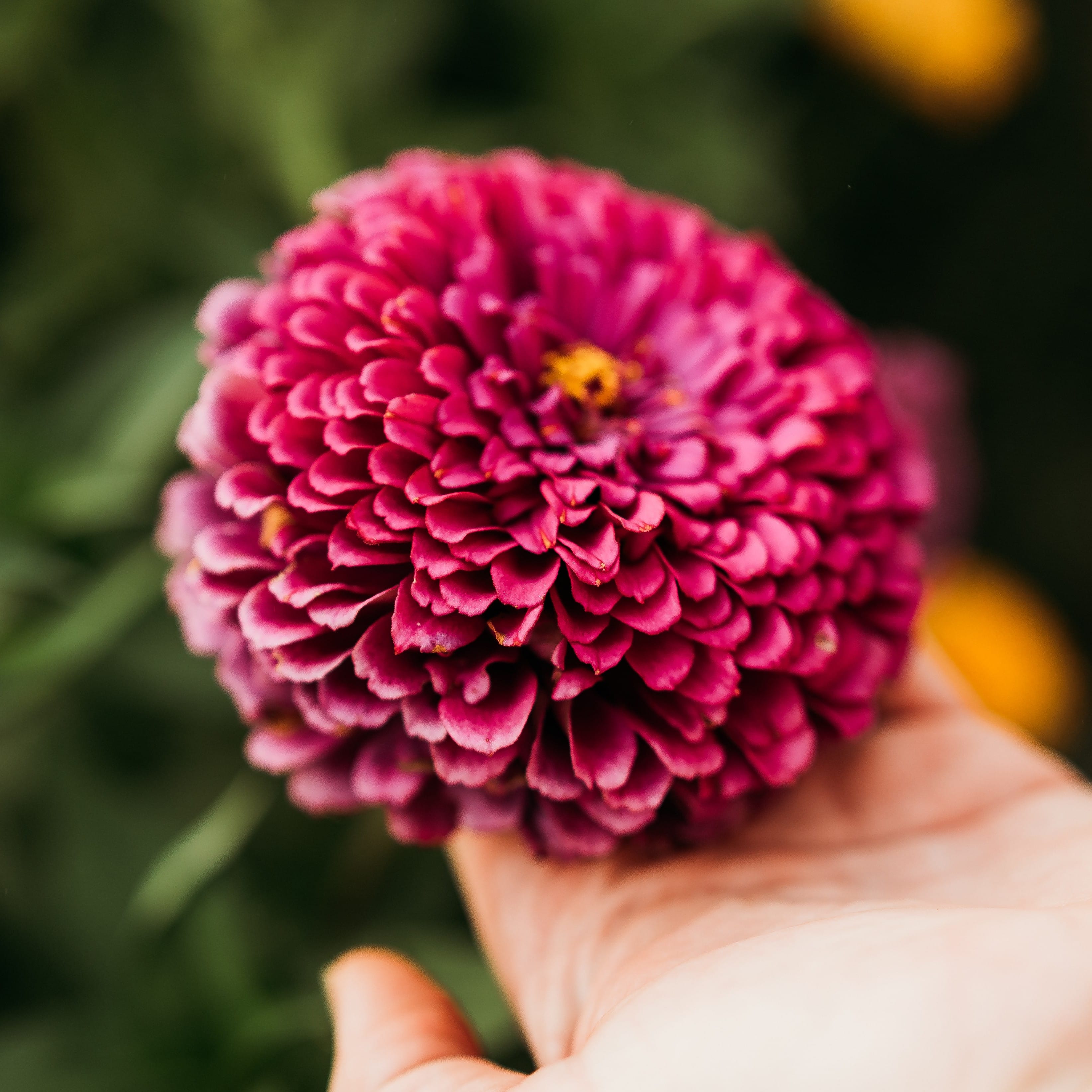 Dahlia Flowered Zinnia Mix - Thresh Seed Co.