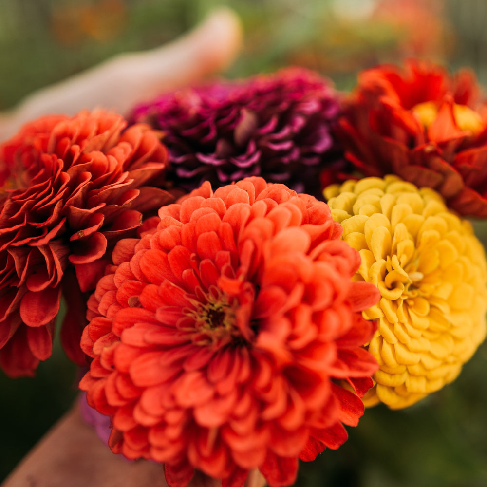 Dahlia Flowered Zinnia Mix