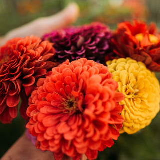 Dahlia Flowered Zinnia Mix