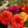 Dahlia Flowered Zinnia Mix