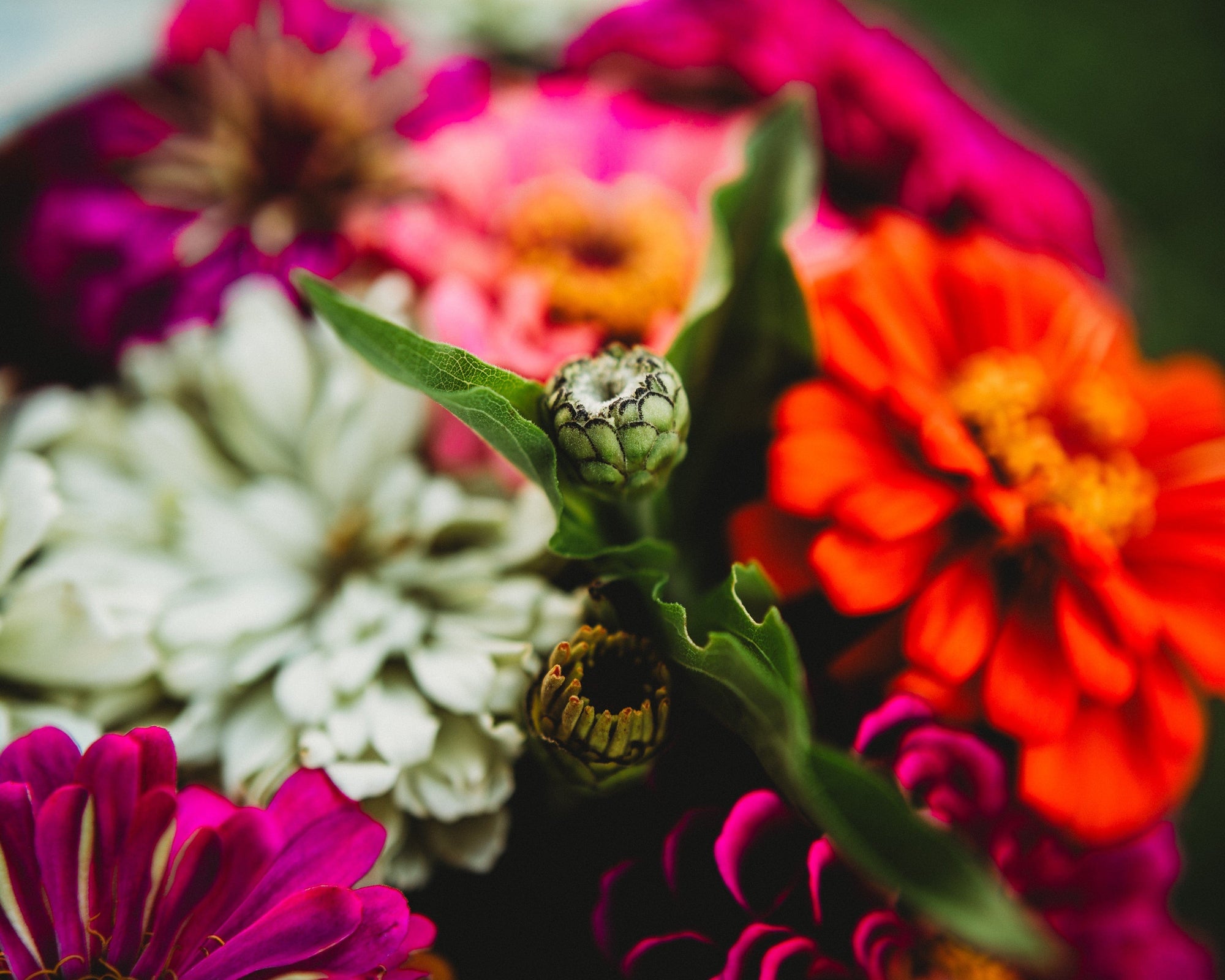 zinnia dahlia seeds Dahlia Flowered Zinnia Mix, Packet (100 Seeds)