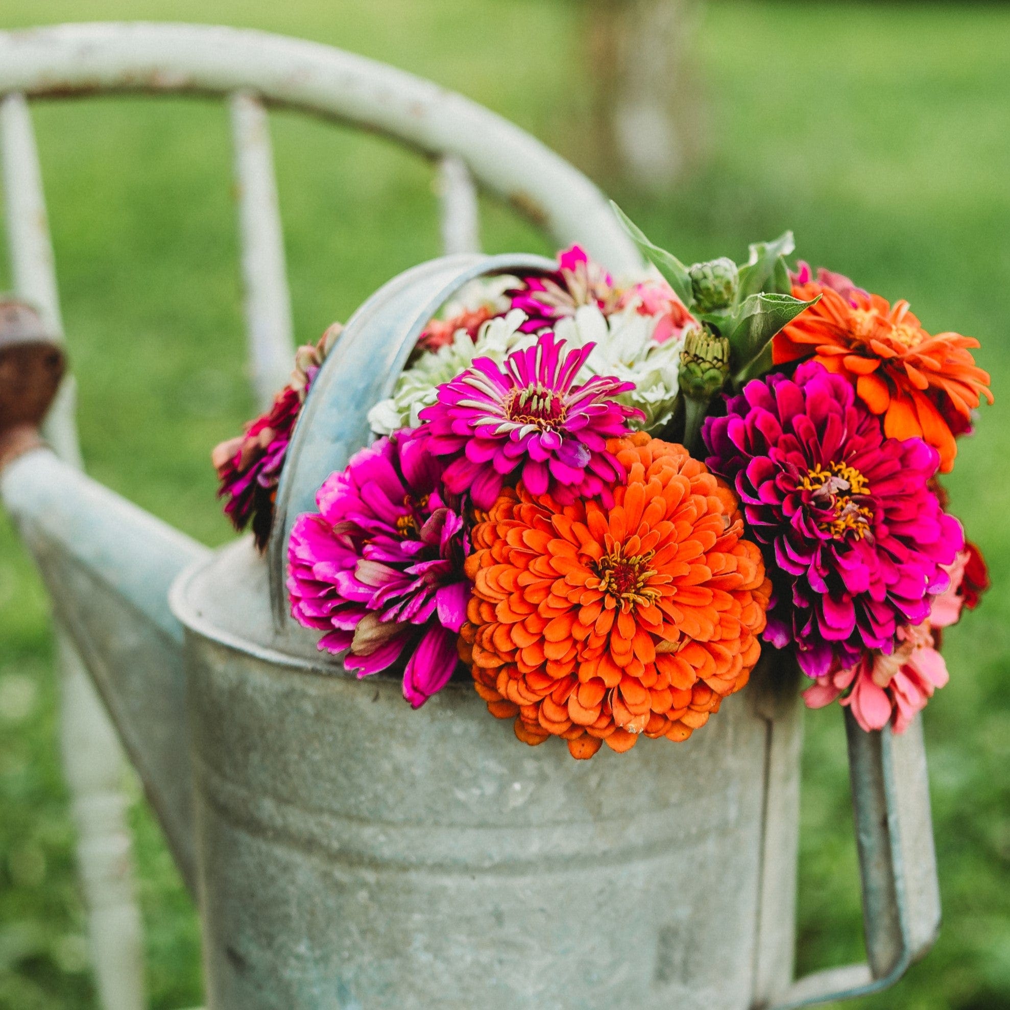 dahlia*様 Dahlia Flowered Zinnia Mix - Thresh Seed Co.