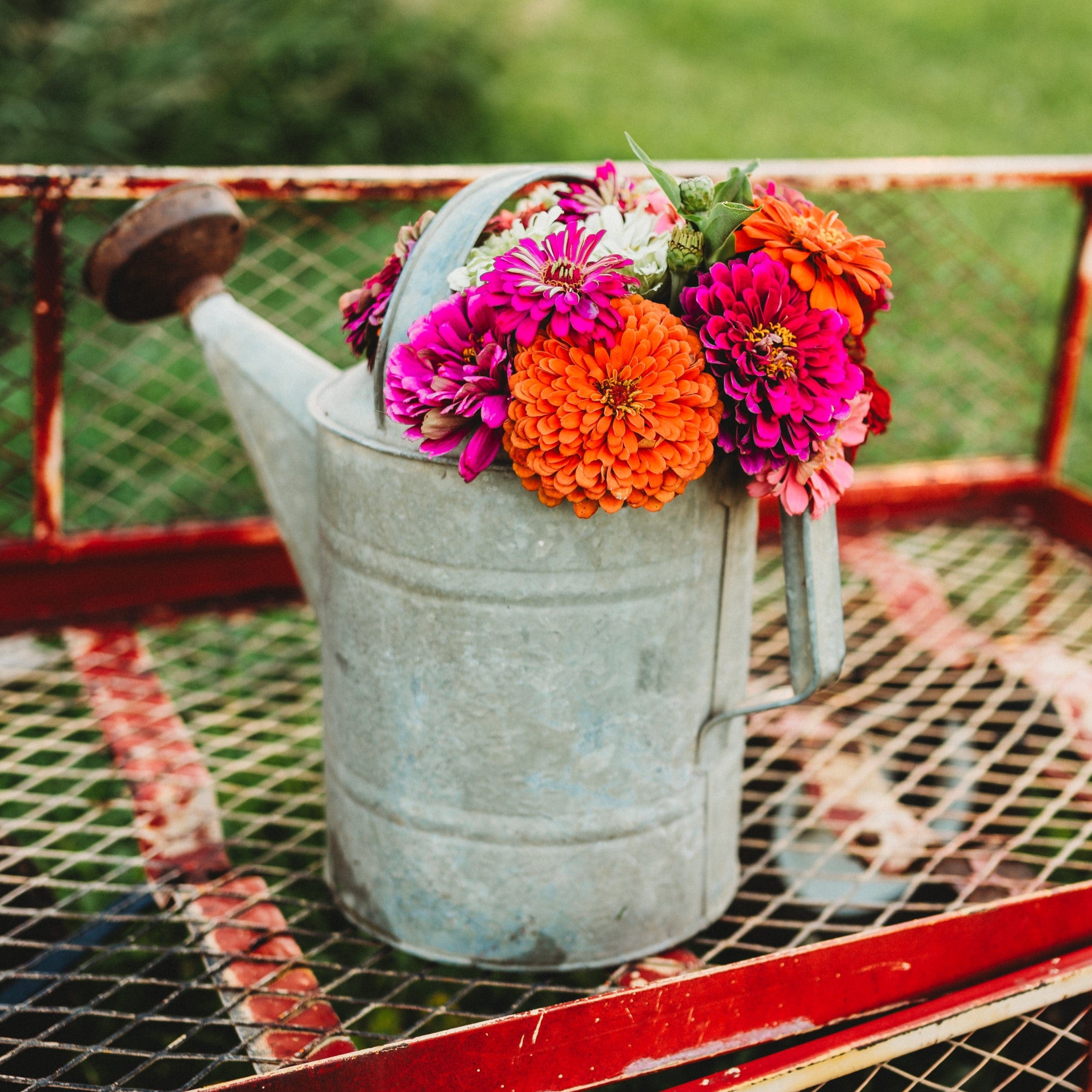 Dahlia Flowered Zinnia Mix - Thresh Seed Co.