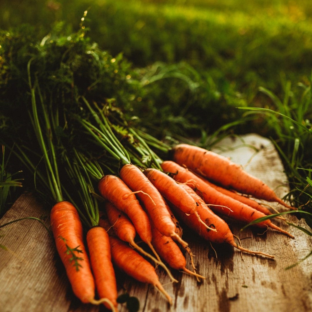 Danvers Heirloom Carrot