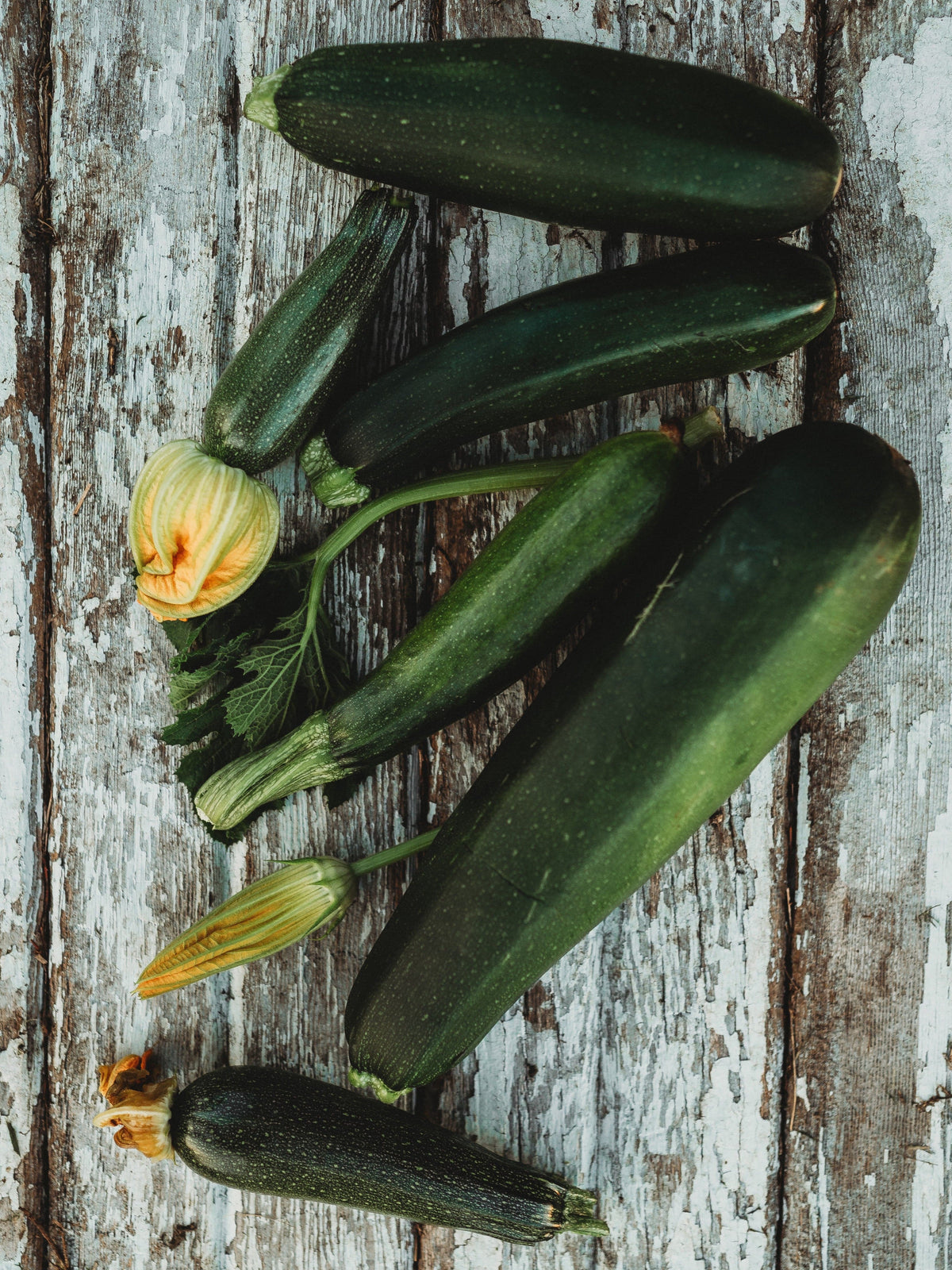 Dark Green Zucchini