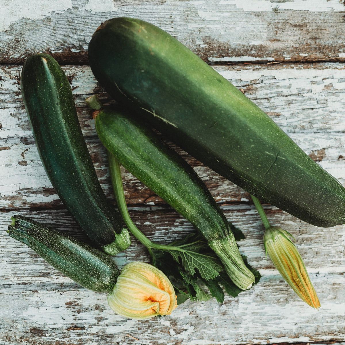 Dark Green Zucchini