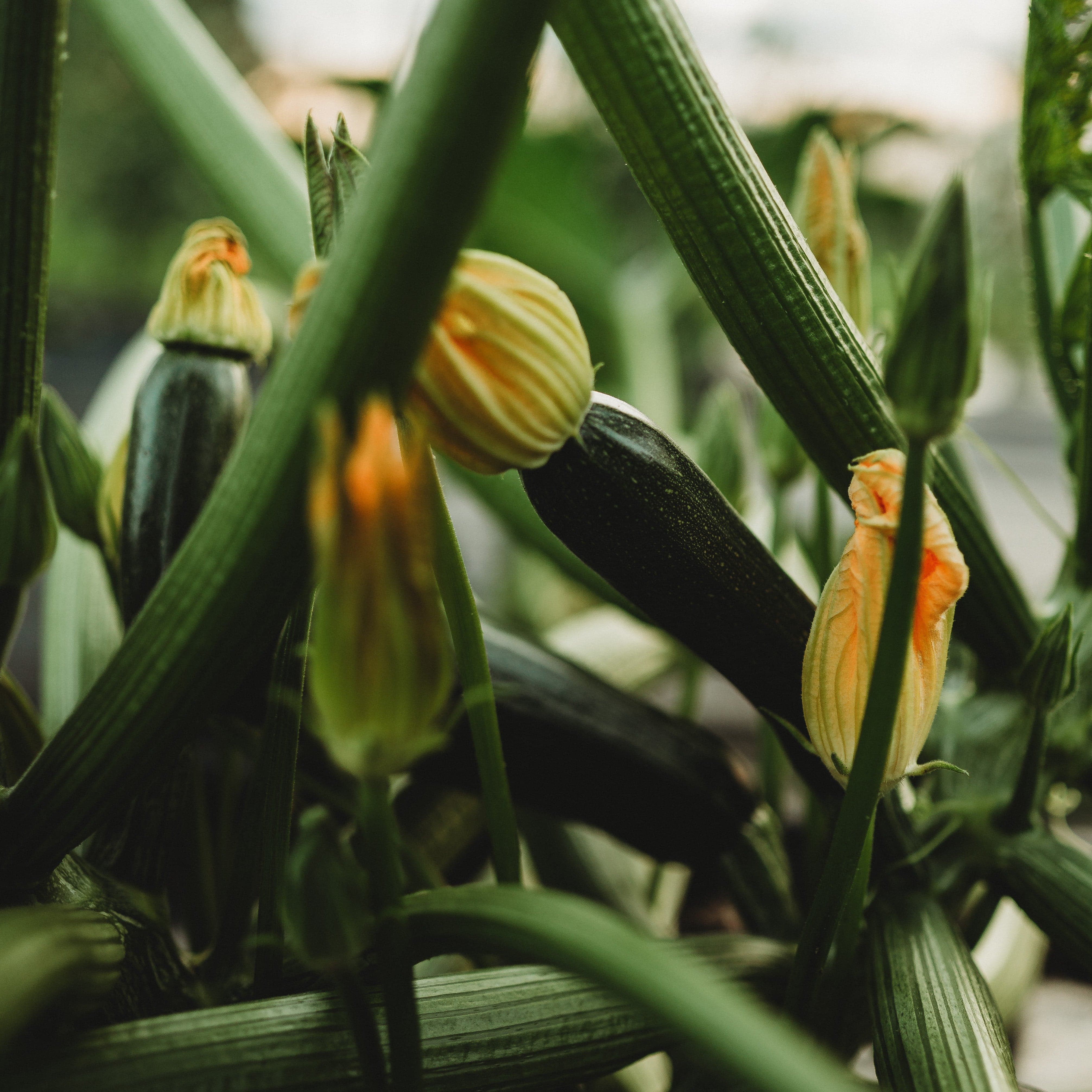 Dark Green Zucchini - Thresh Seed Co.
