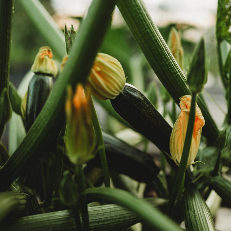 Dark Green Zucchini