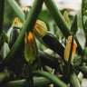 Dark Green Zucchini