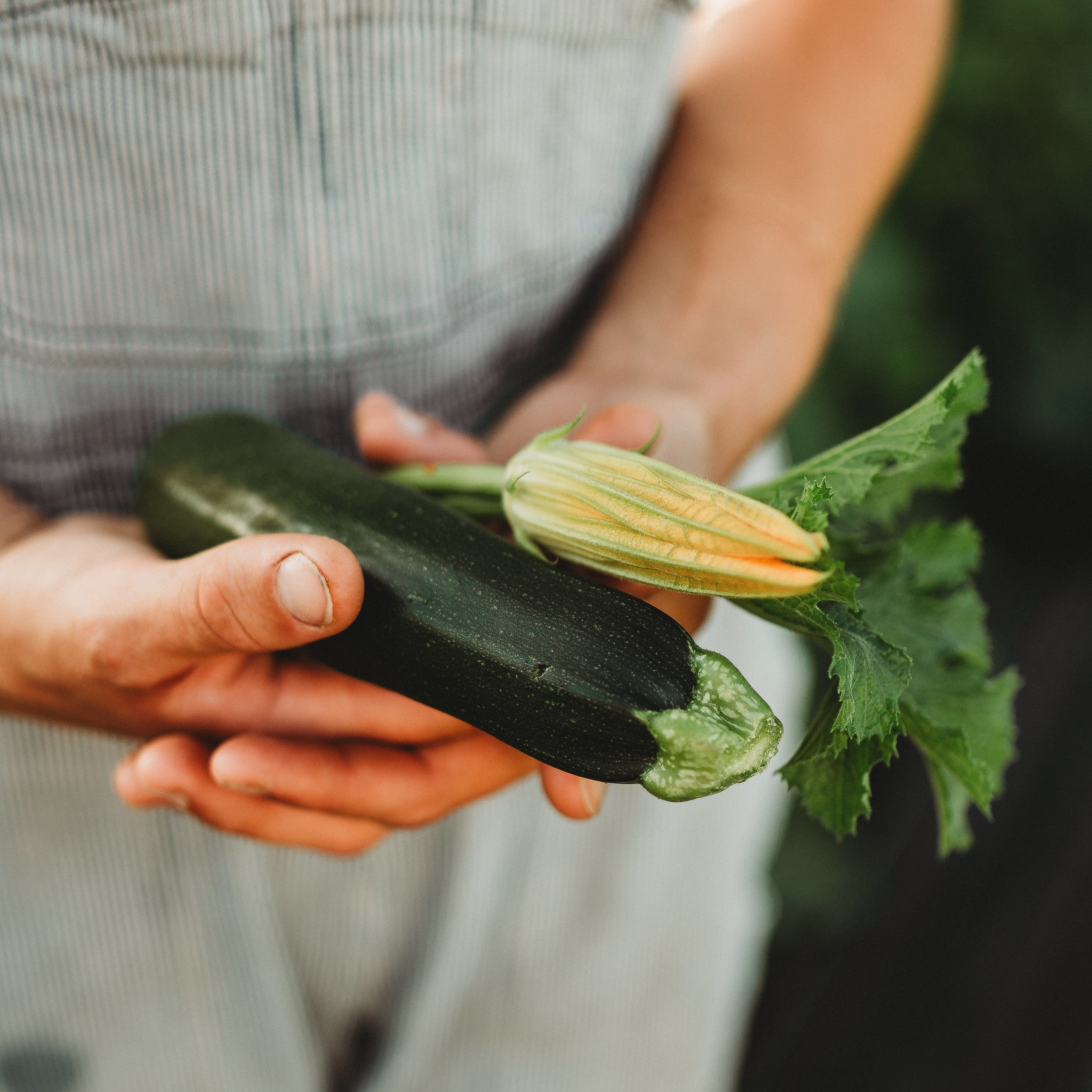 Dark Green Zucchini - Thresh Seed Co.