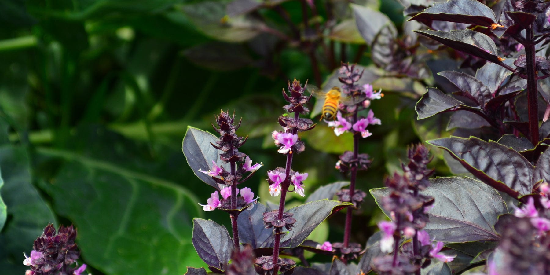 Basil plant
