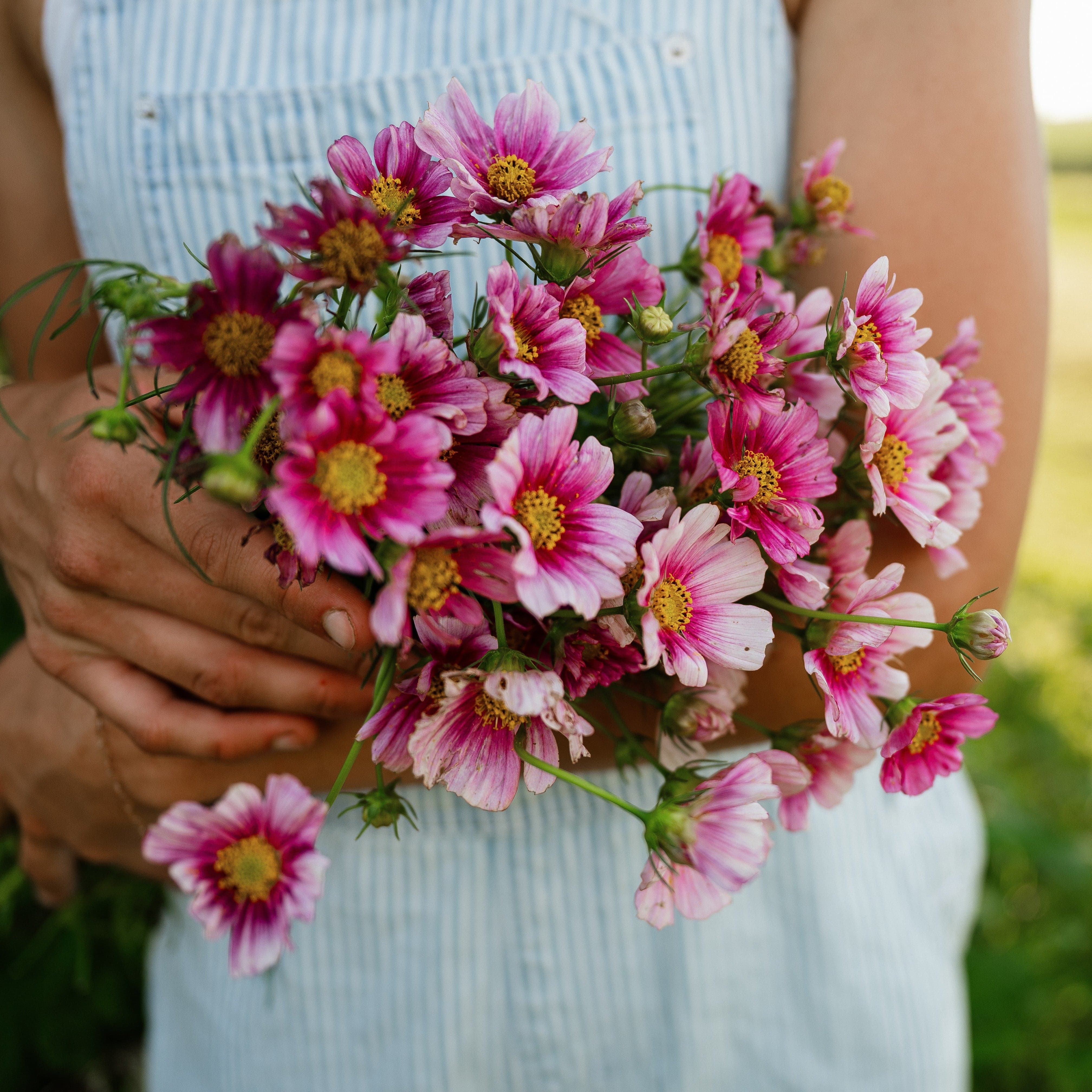 Daydream Cosmos - Thresh Seed Co.