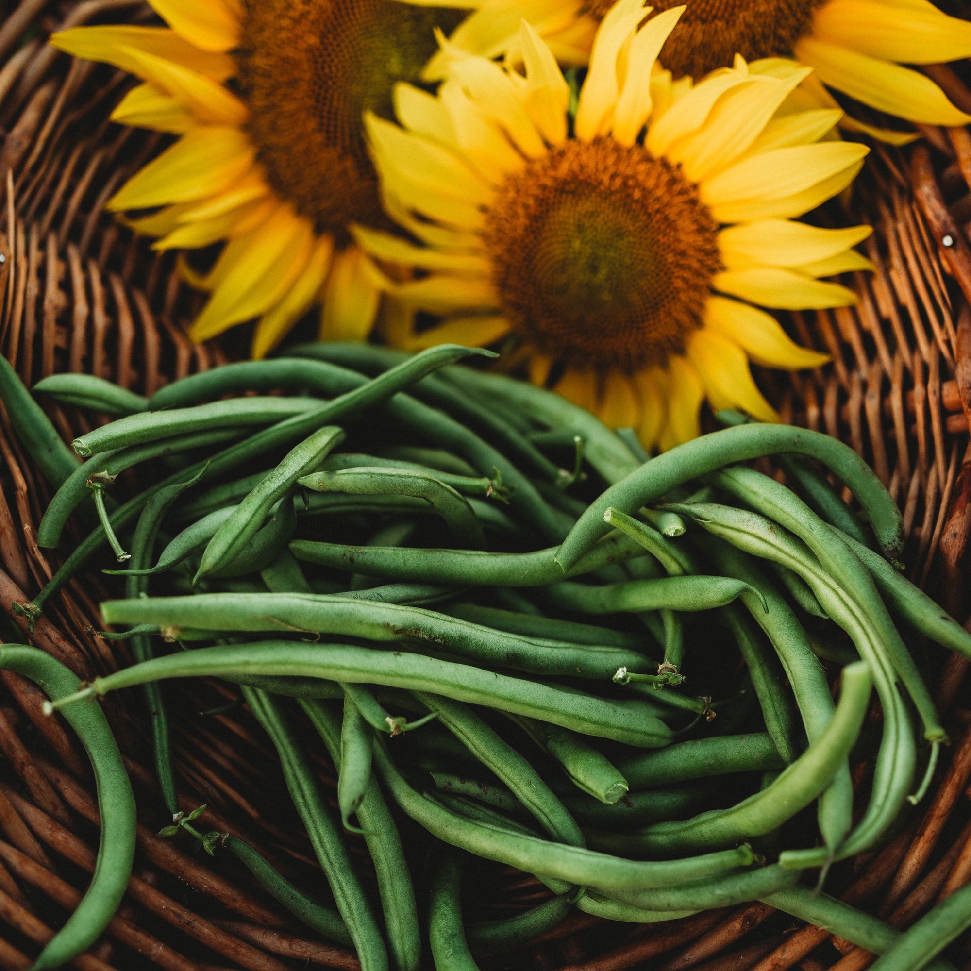 plant beans from seeds Derby Bean