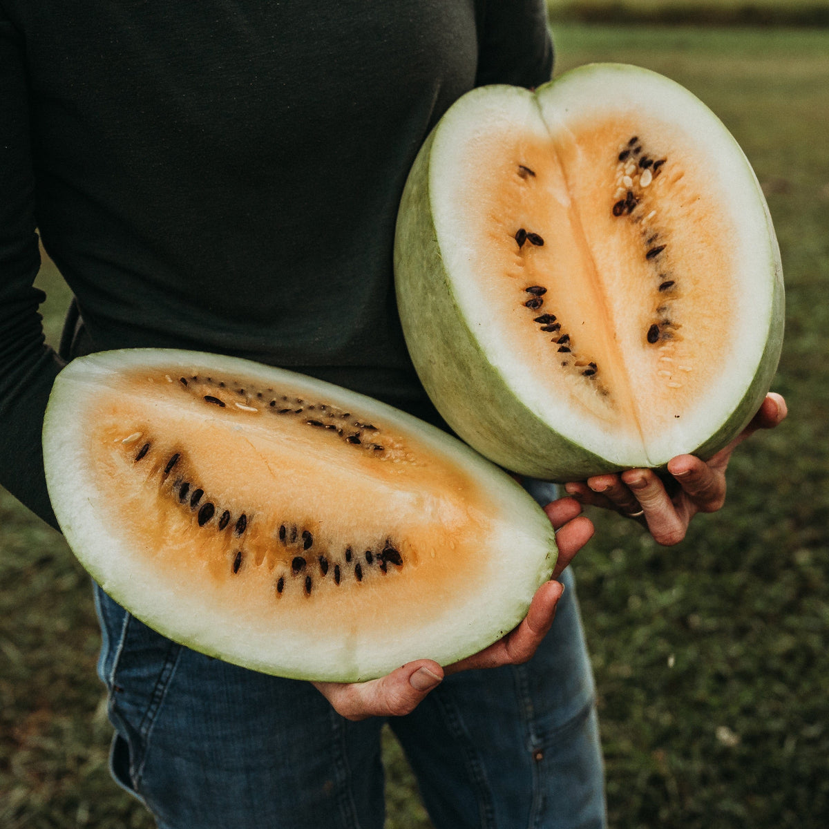 Desert King Watermelon