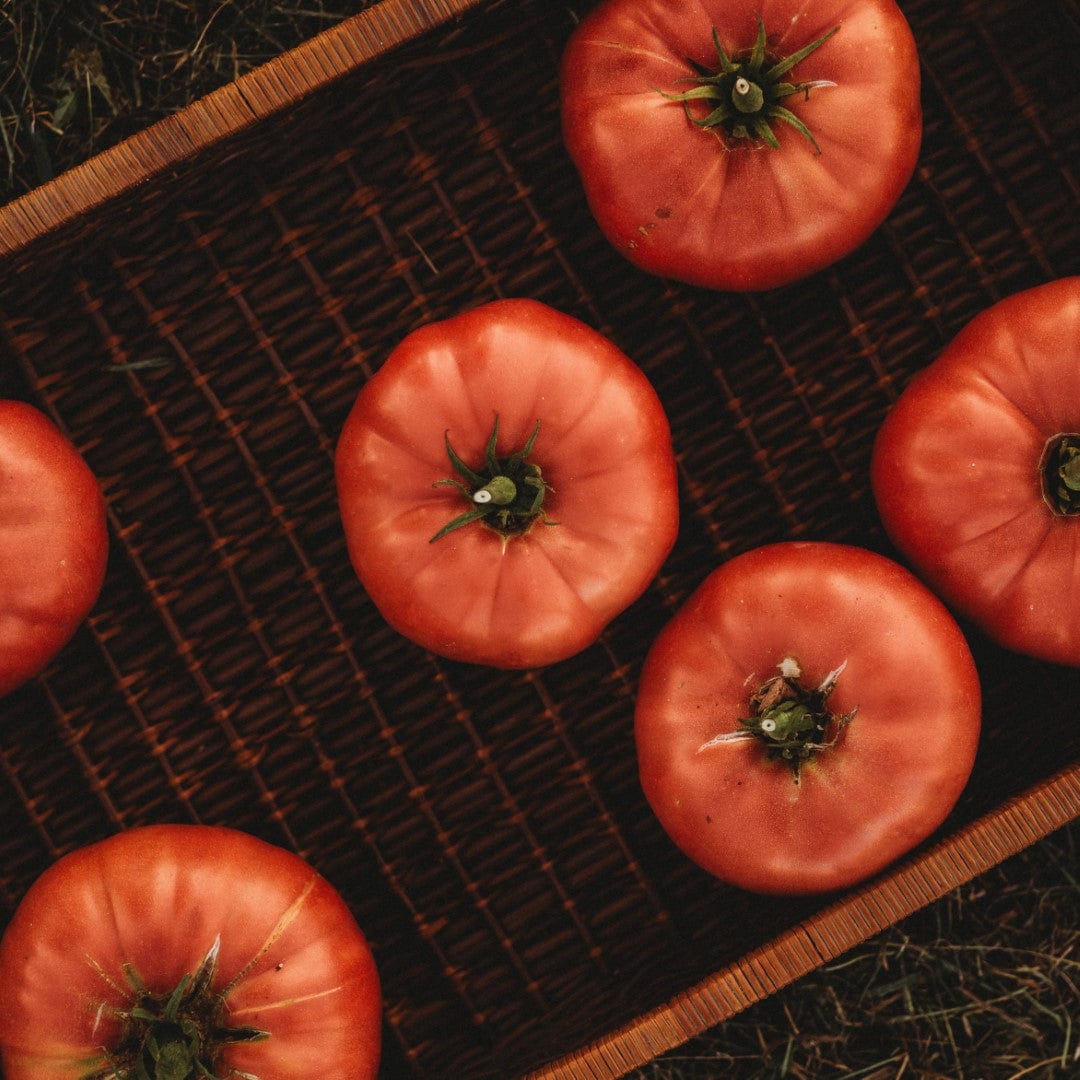 Dester Pink Heirloom Slicing Tomato