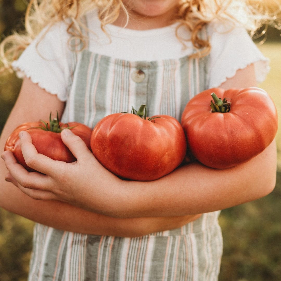 Dester Pink Heirloom Slicing Tomato