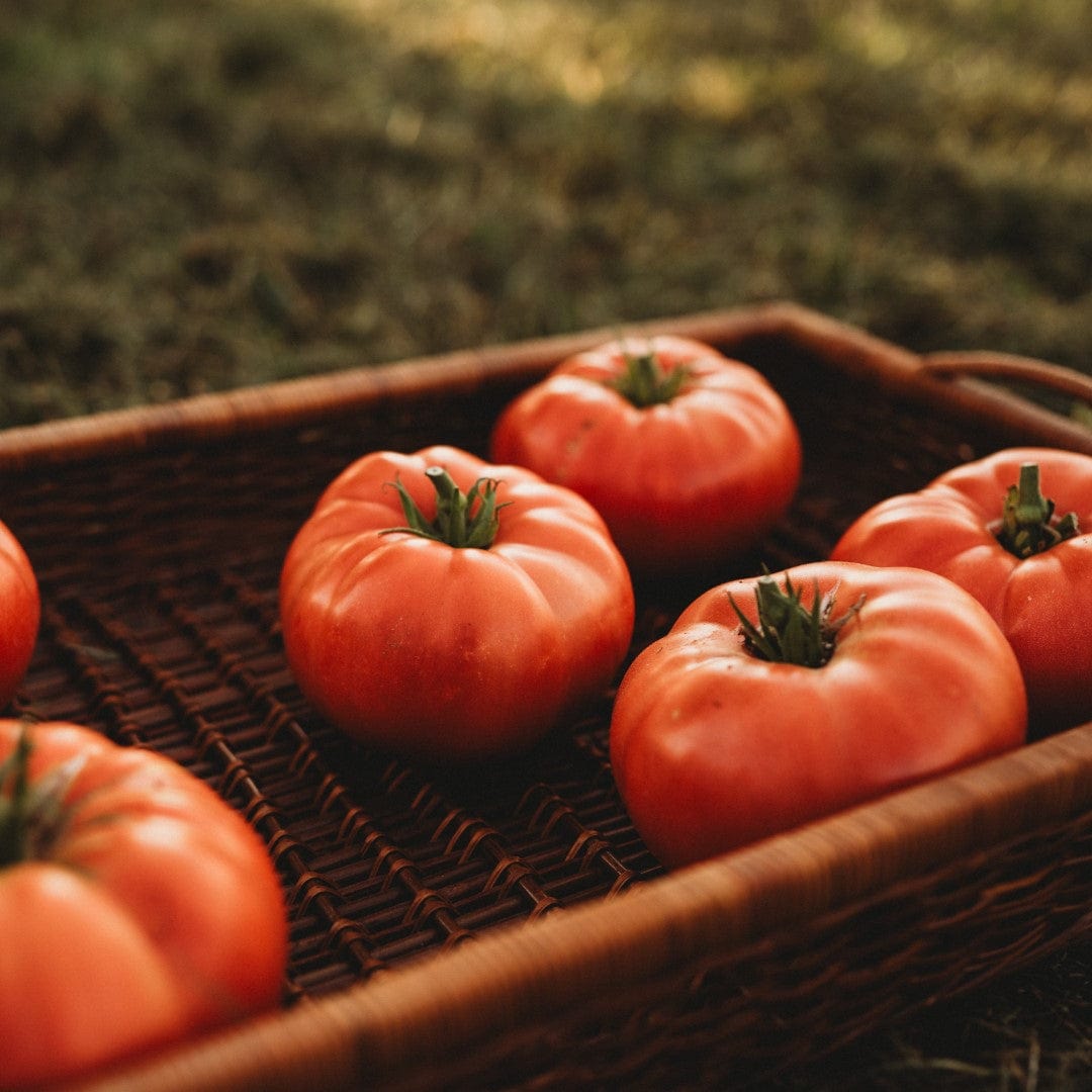 Dester Pink Heirloom Slicing Tomato