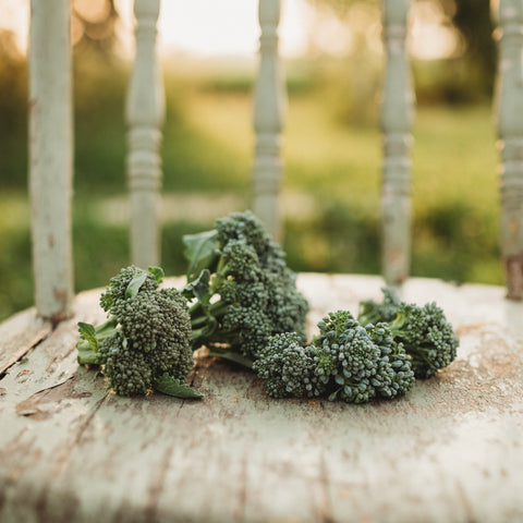 Di Cicco Broccoli Seeds