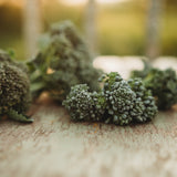 Di Cicco Broccoli Seeds