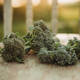 Di Cicco Broccoli Seeds