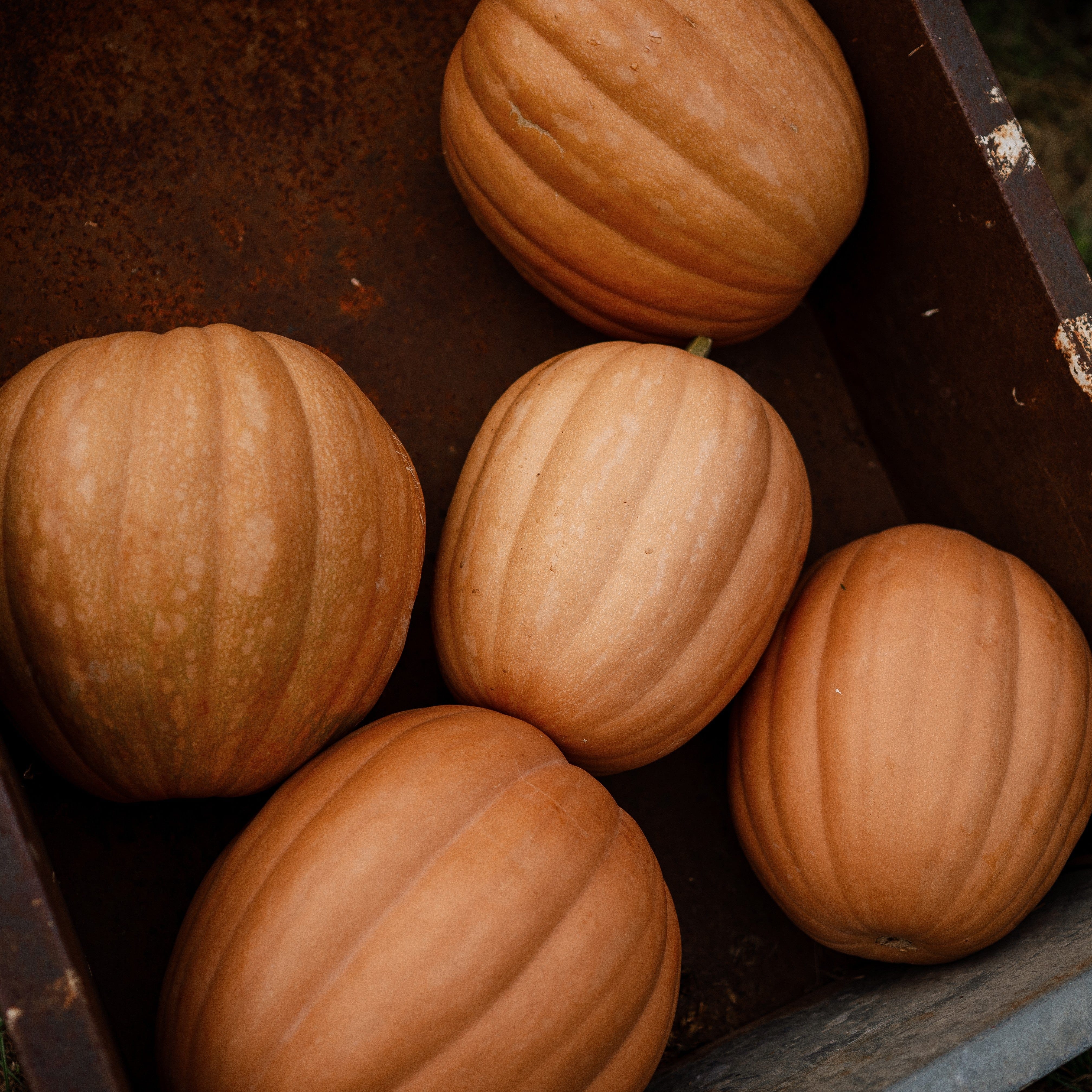 Dickinson Pumpkin - Thresh Seed Co.