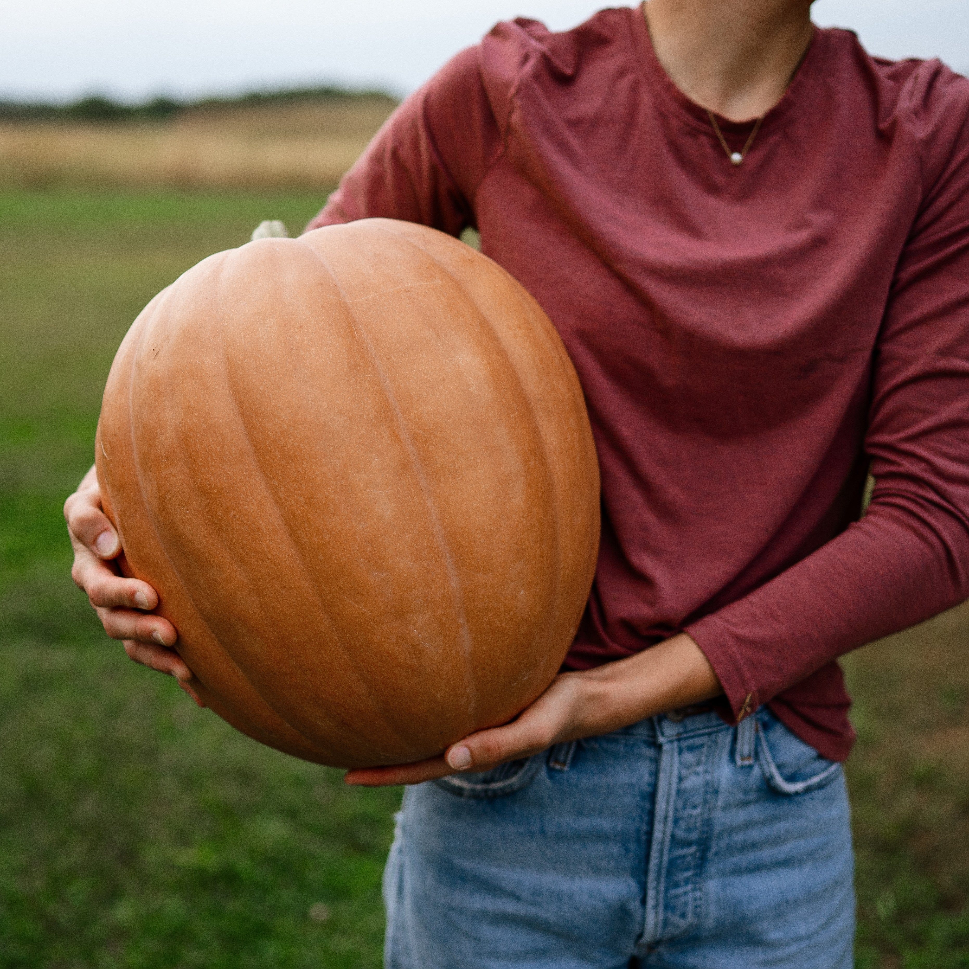 Dickinson Pumpkin - Thresh Seed Co.
