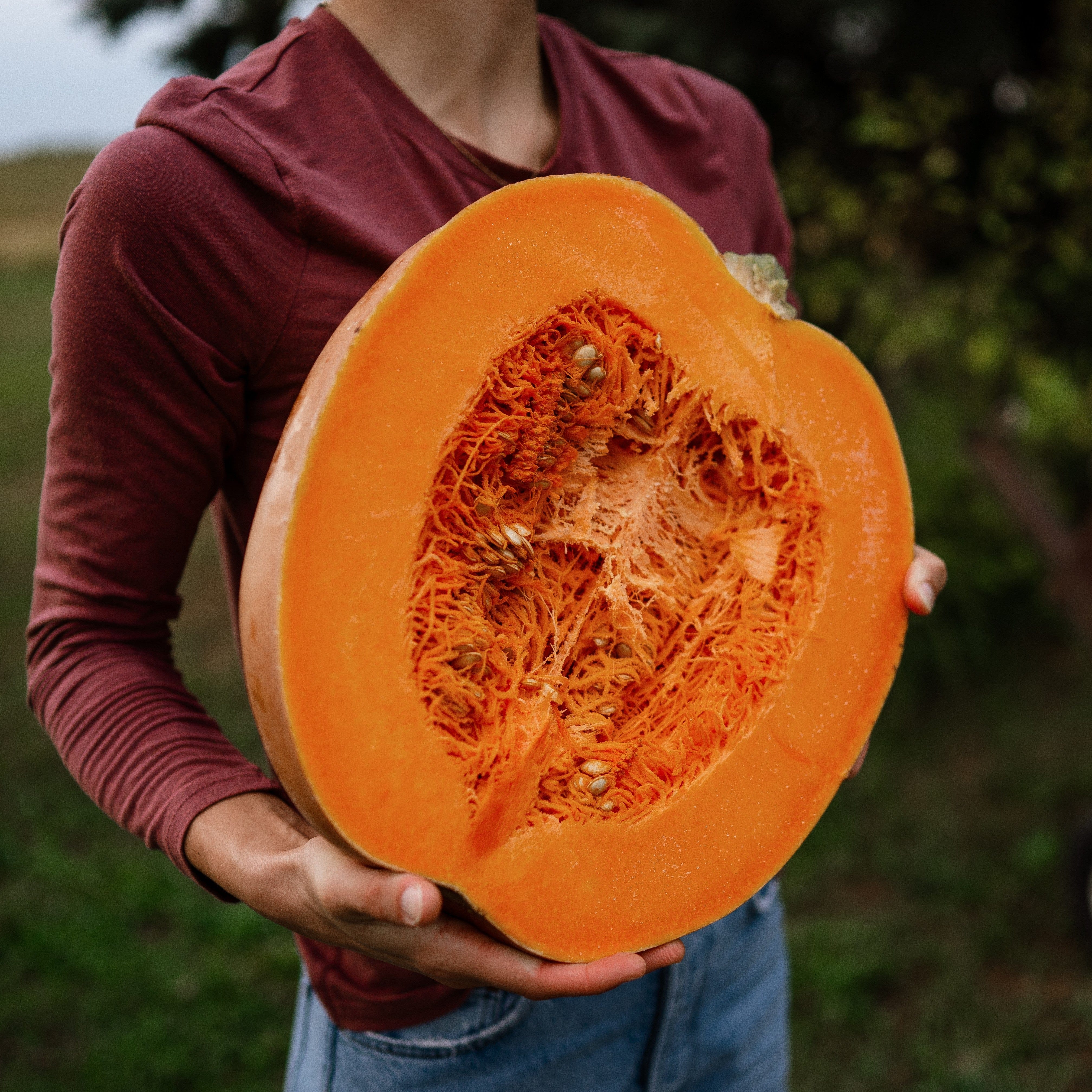 pumpkin様 Dickinson Pumpkin - Thresh Seed Co.