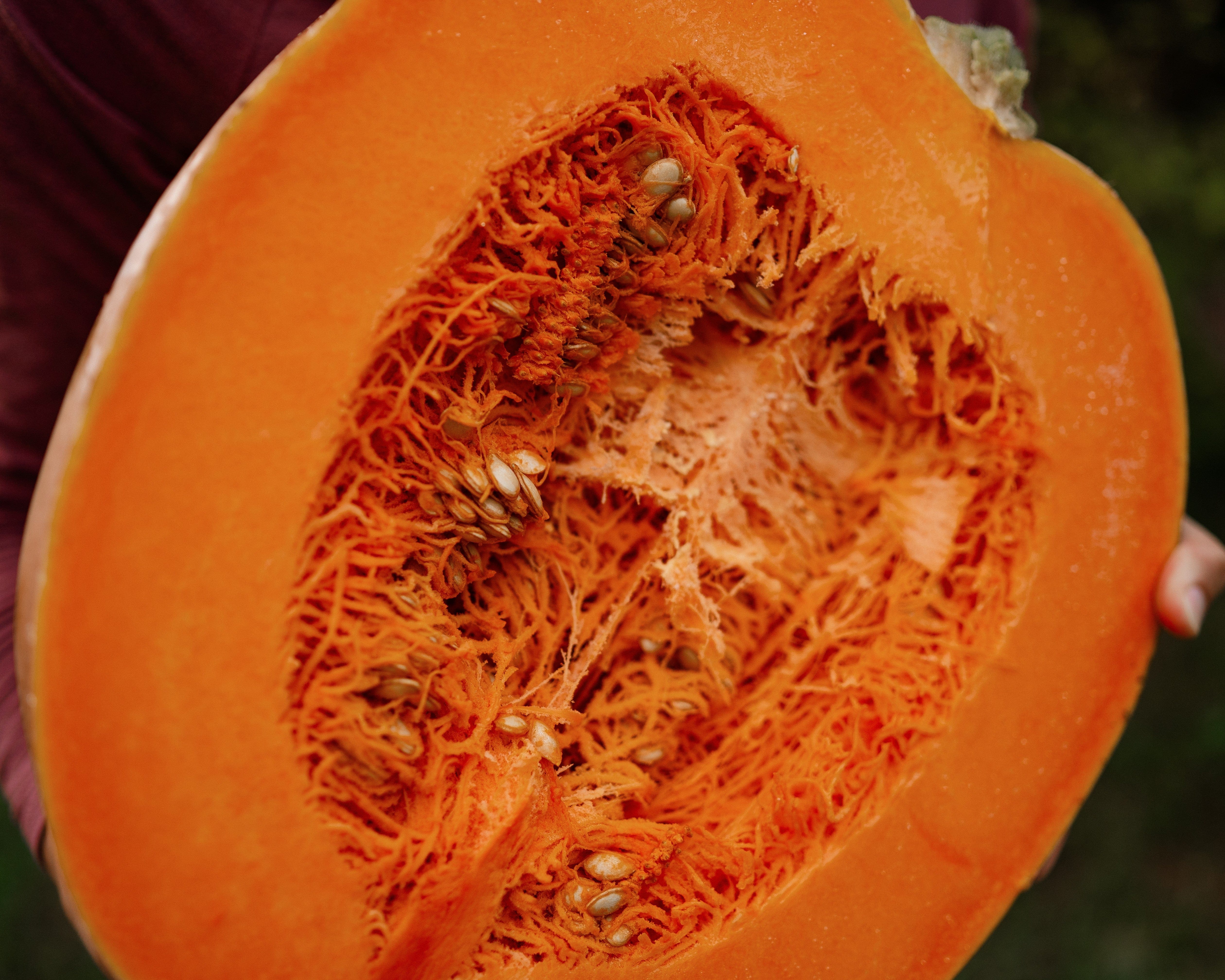 Dickinson Pumpkin - Thresh Seed Co.