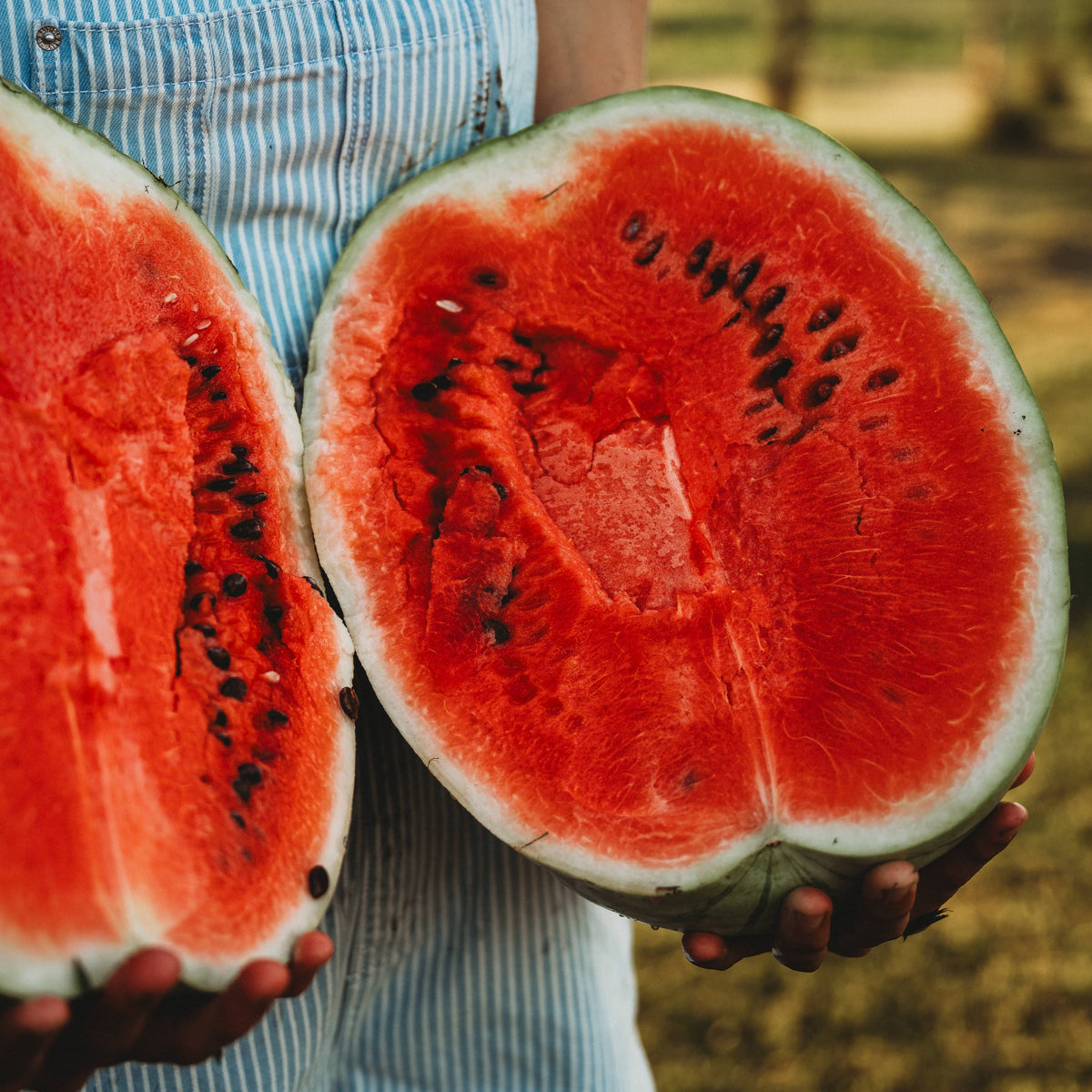Dixie Queen Watermelon