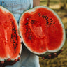Dixie Queen Watermelon