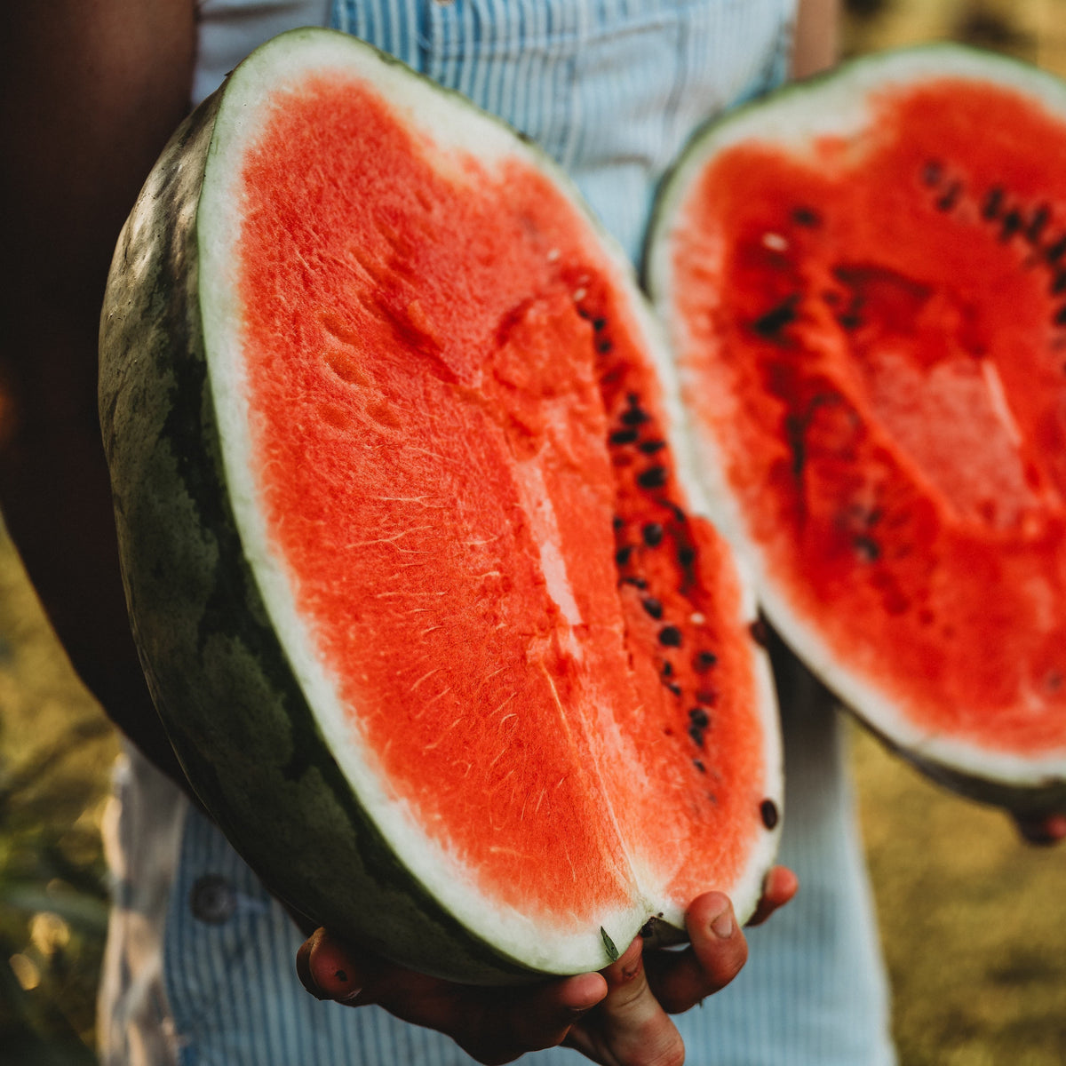 Dixie Queen Watermelon