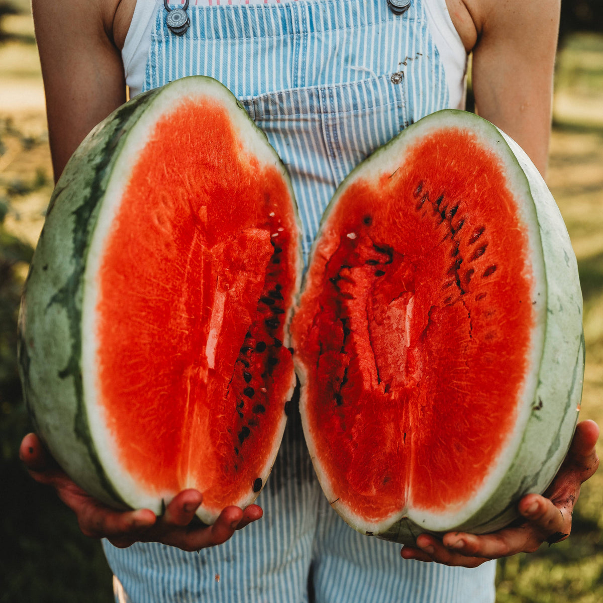 Dixie Queen Watermelon