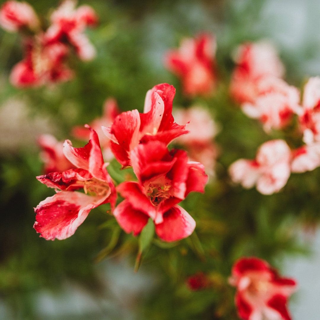 Double Azalea Mix Godetia