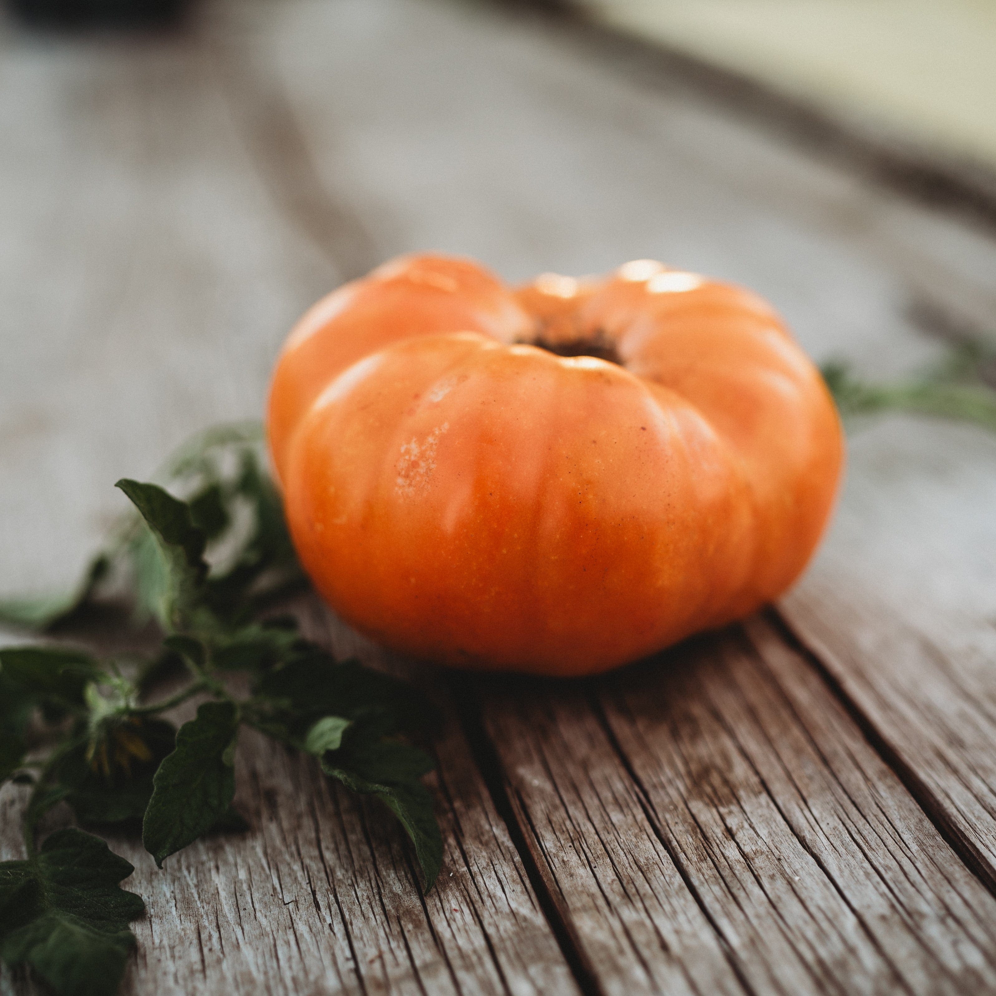 Dr. Wyche's Yellow Tomato - Thresh Seed Co.