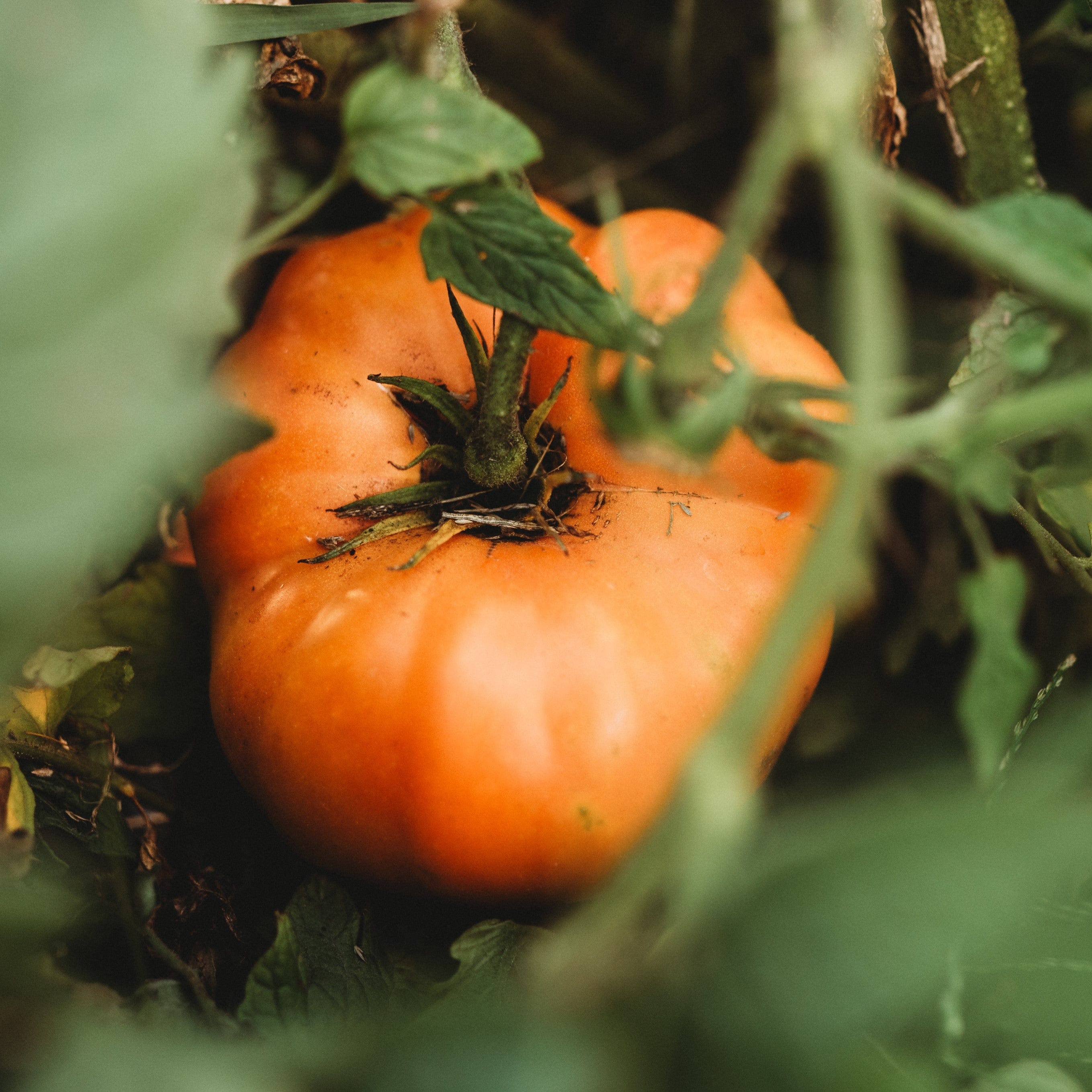 Dr. Wyche's Yellow Tomato - Thresh Seed Co.