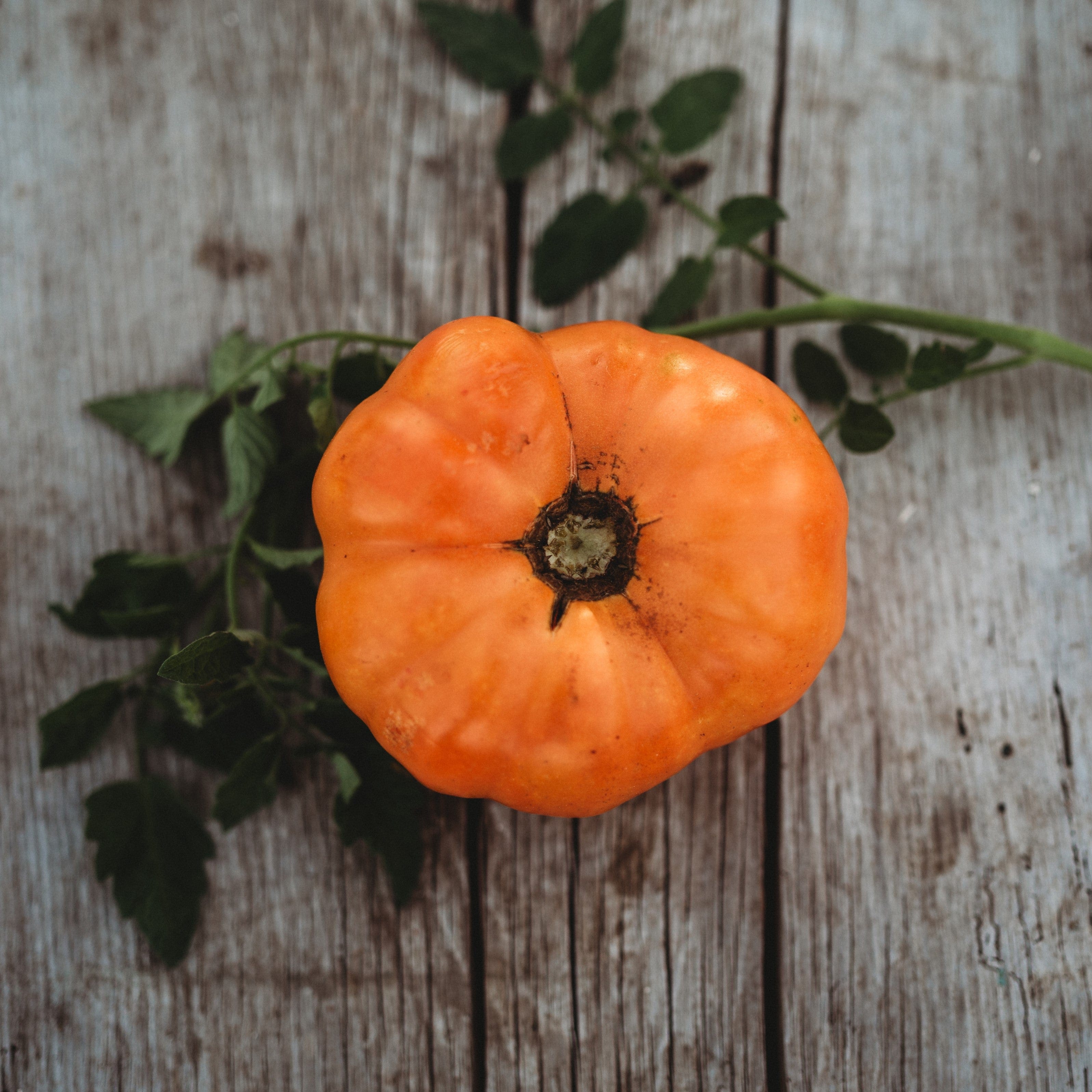 Dr. Wyche's Yellow Tomato - Thresh Seed Co.