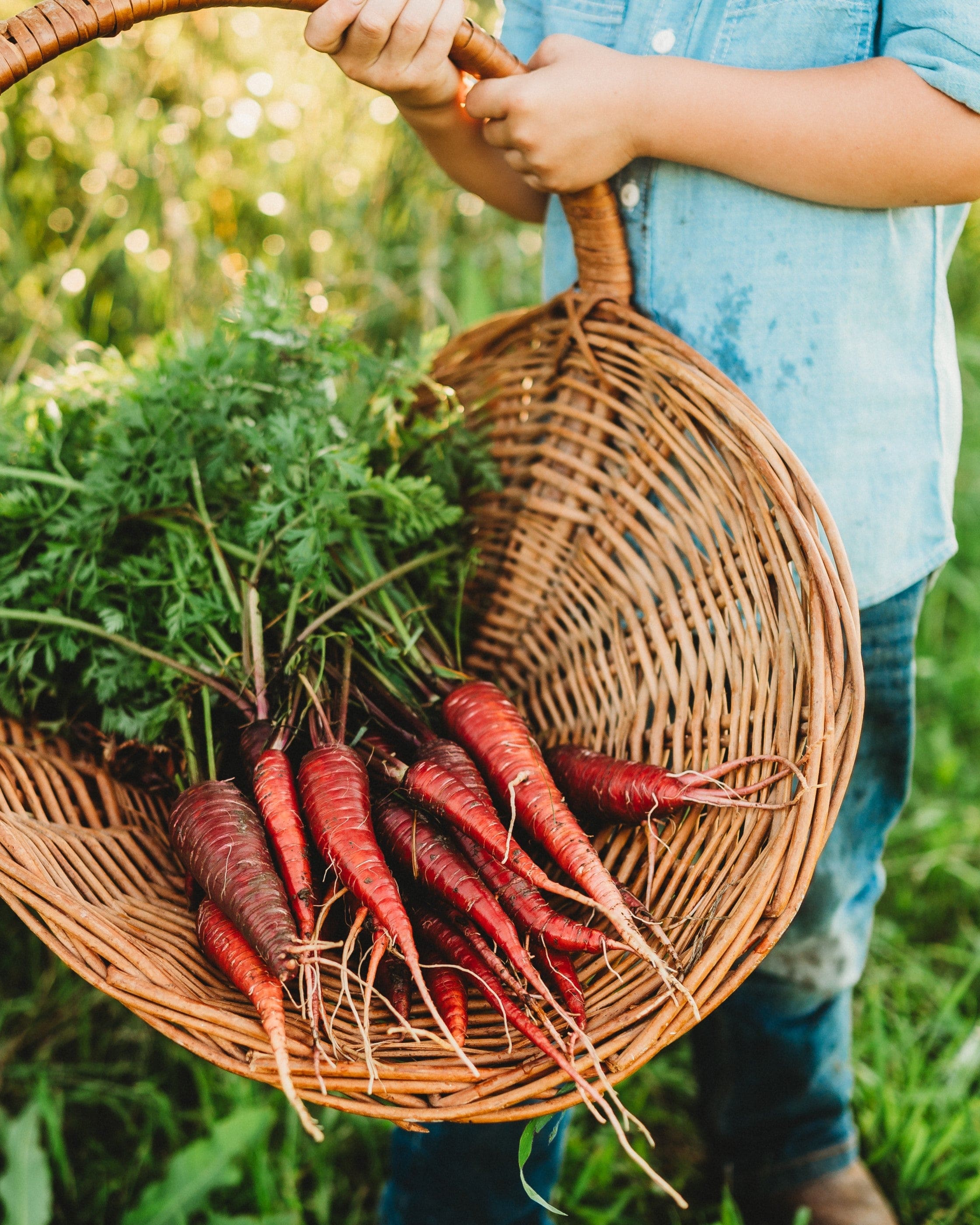 Dragon Carrot - Thresh Seed Co.