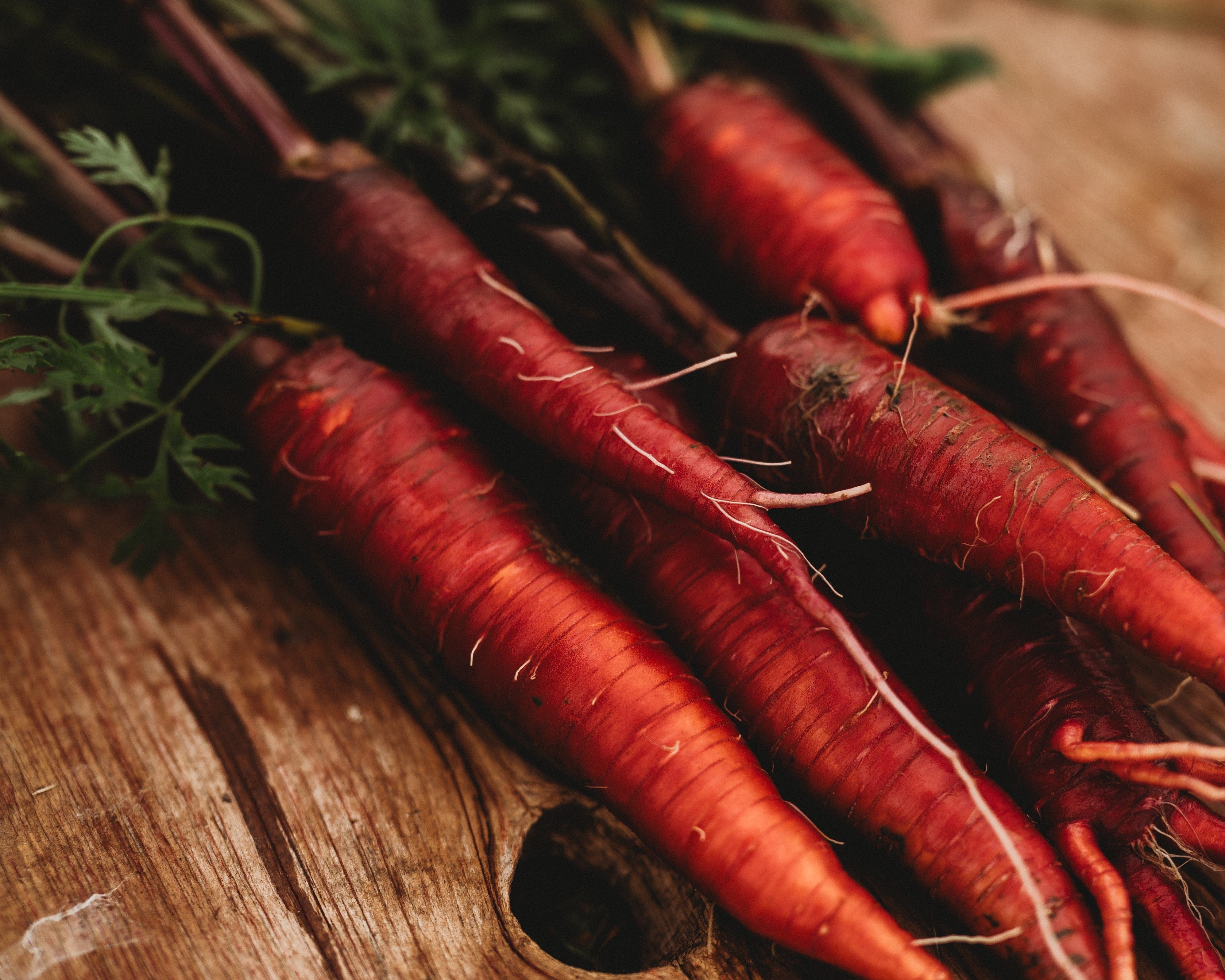 Dragon Carrot - Thresh Seed Co.
