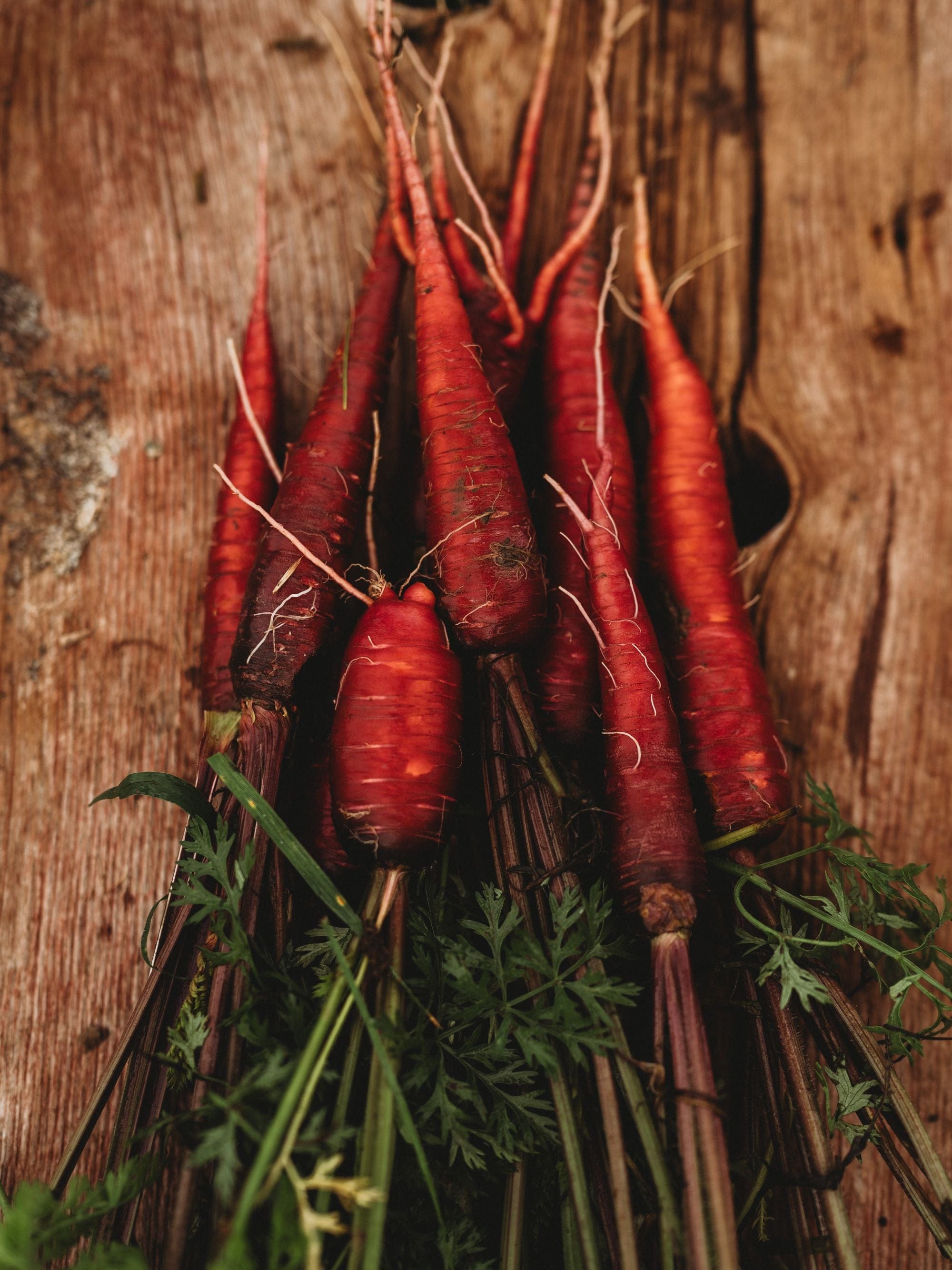Dragon Carrot - Thresh Seed Co.