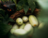 Dragon's Egg Cucumber