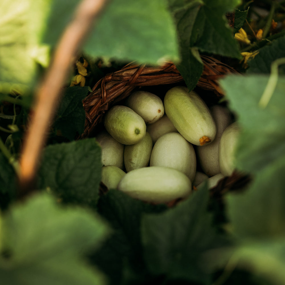 Dragon's Egg Cucumber