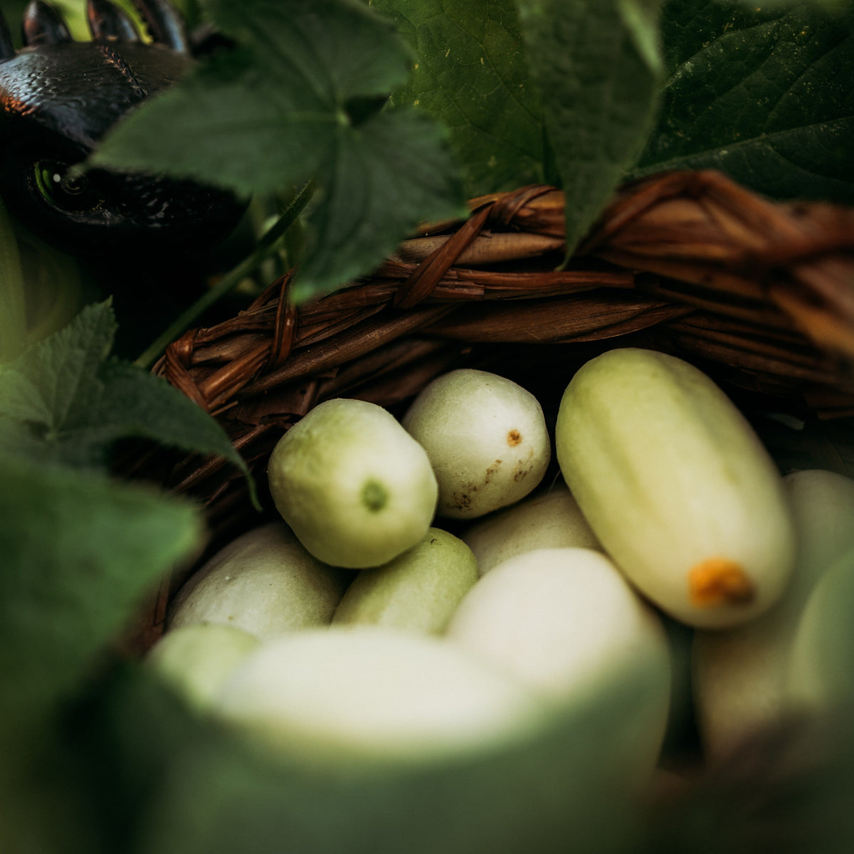 Dragon's Egg Cucumber