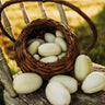 Dragon's Egg Cucumber